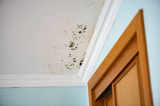 Best Preventive Mold Services in Lake Nacimiento, CA