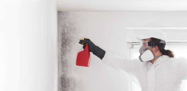 Best Mold Remediation for Schools in Lake Nacimiento, CA