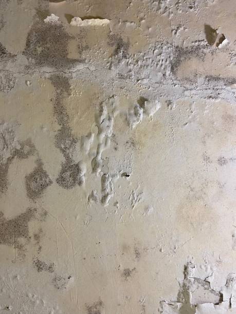 Best Emergency Mold Remediation in Lake Nacimiento, CA