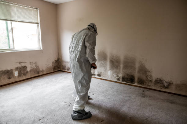 Best Kitchen Mold Remediation in Lake Nacimiento, CA