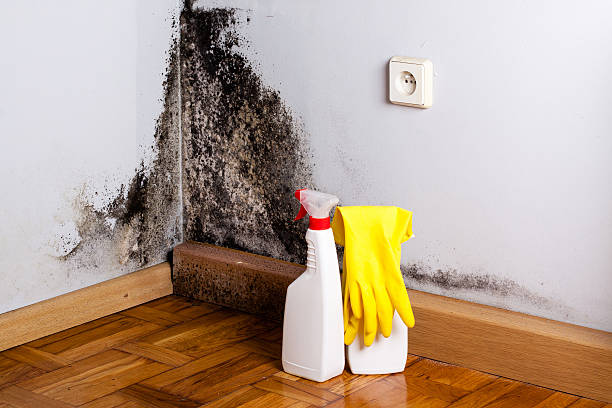 Best Preventive Mold Services in Lake Nacimiento, CA