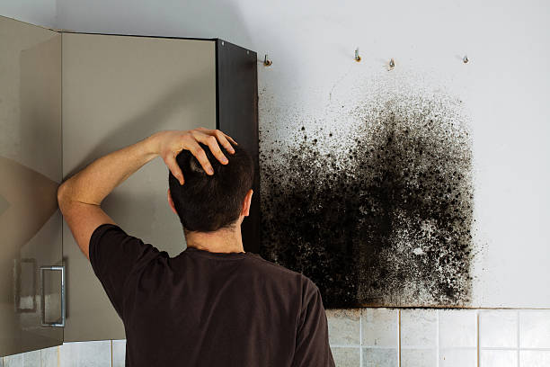 Best Attic Mold Remediation in Lake Nacimiento, CA