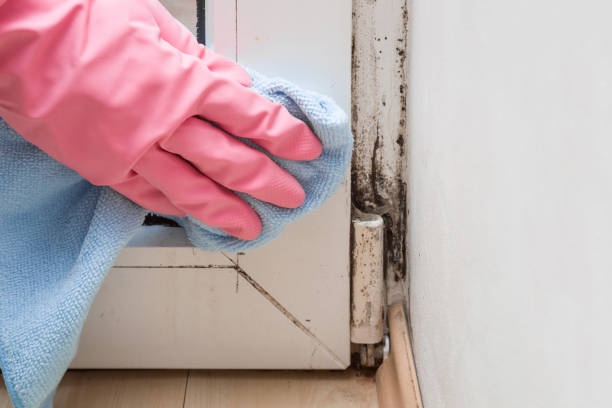 Best Residential Mold Remediation in Lake Nacimiento, CA